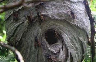 Осиное гнездо либертарианства